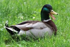 animals-2917710_640