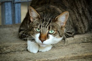 cats-eyes-2671903_640