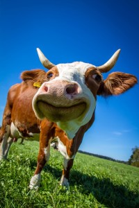 cow-2896329_1280