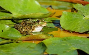frog-2211972_640