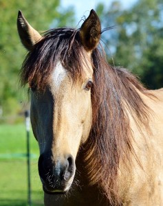 horse-2977240_640