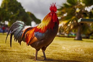 rooster-2641203_640