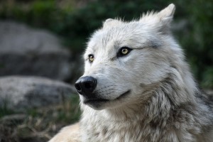 wolf-2826741_640